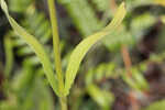 Manyflower beardtongue